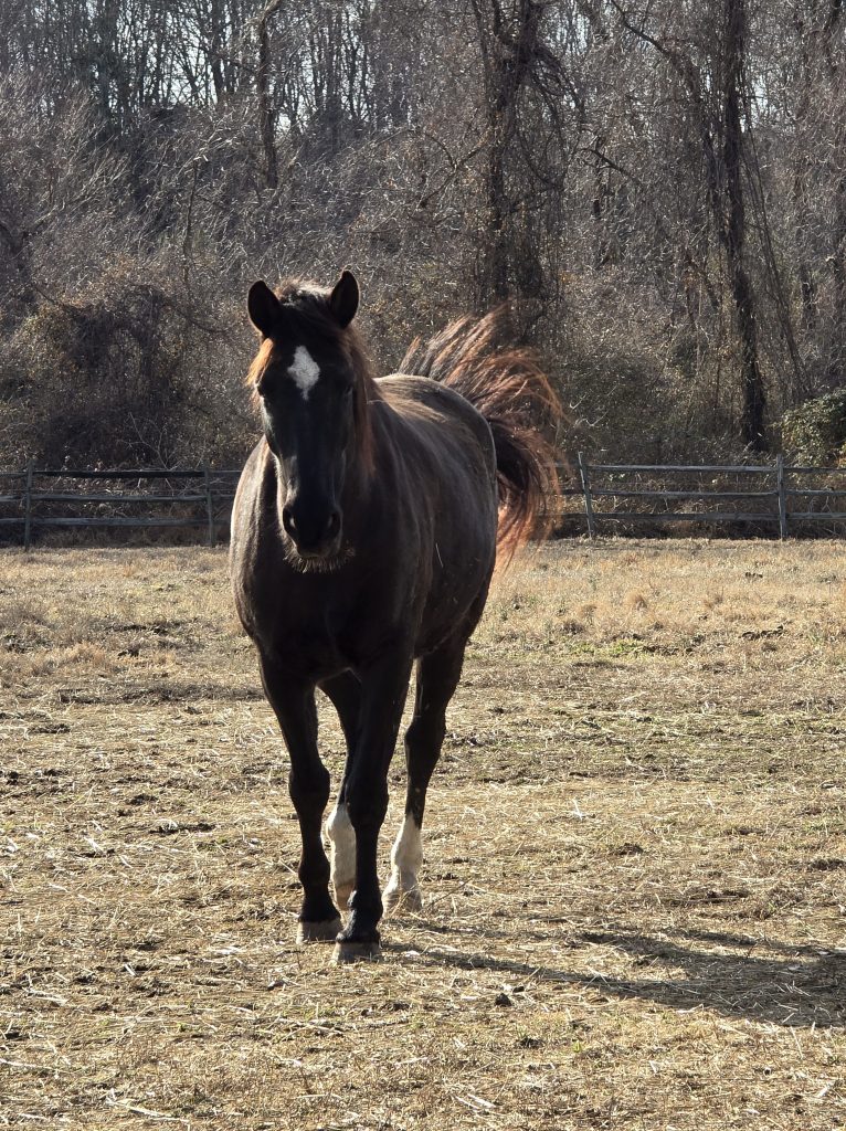 Lily the horse