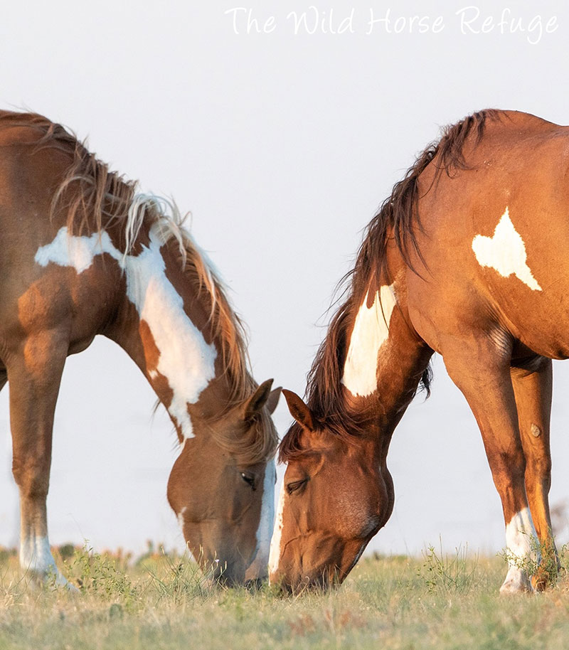 Two pinto horses grazing together in a field