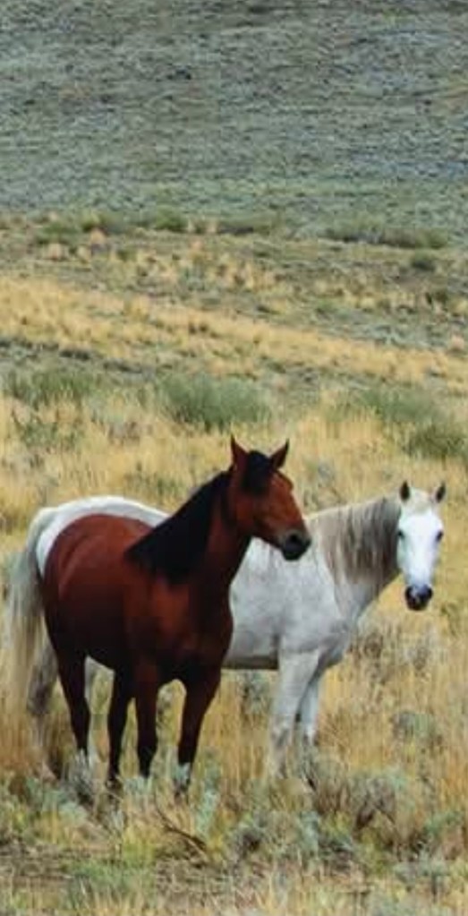 Buddha the horse